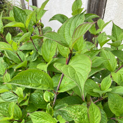 Purpur/Sibirischer Hartriegel 'Sibirica'