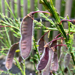 Schmuckginster 'Red wings'