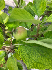 Mini Apfel 'Piros'
