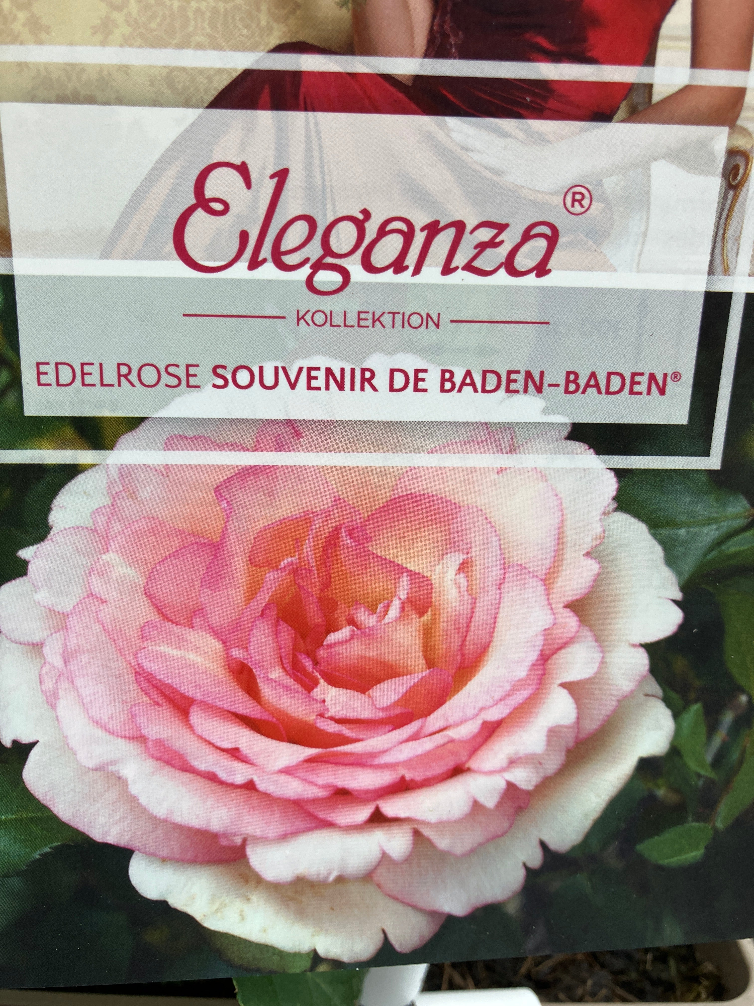 Edelrose 'Souvenir® de Baden-Baden'