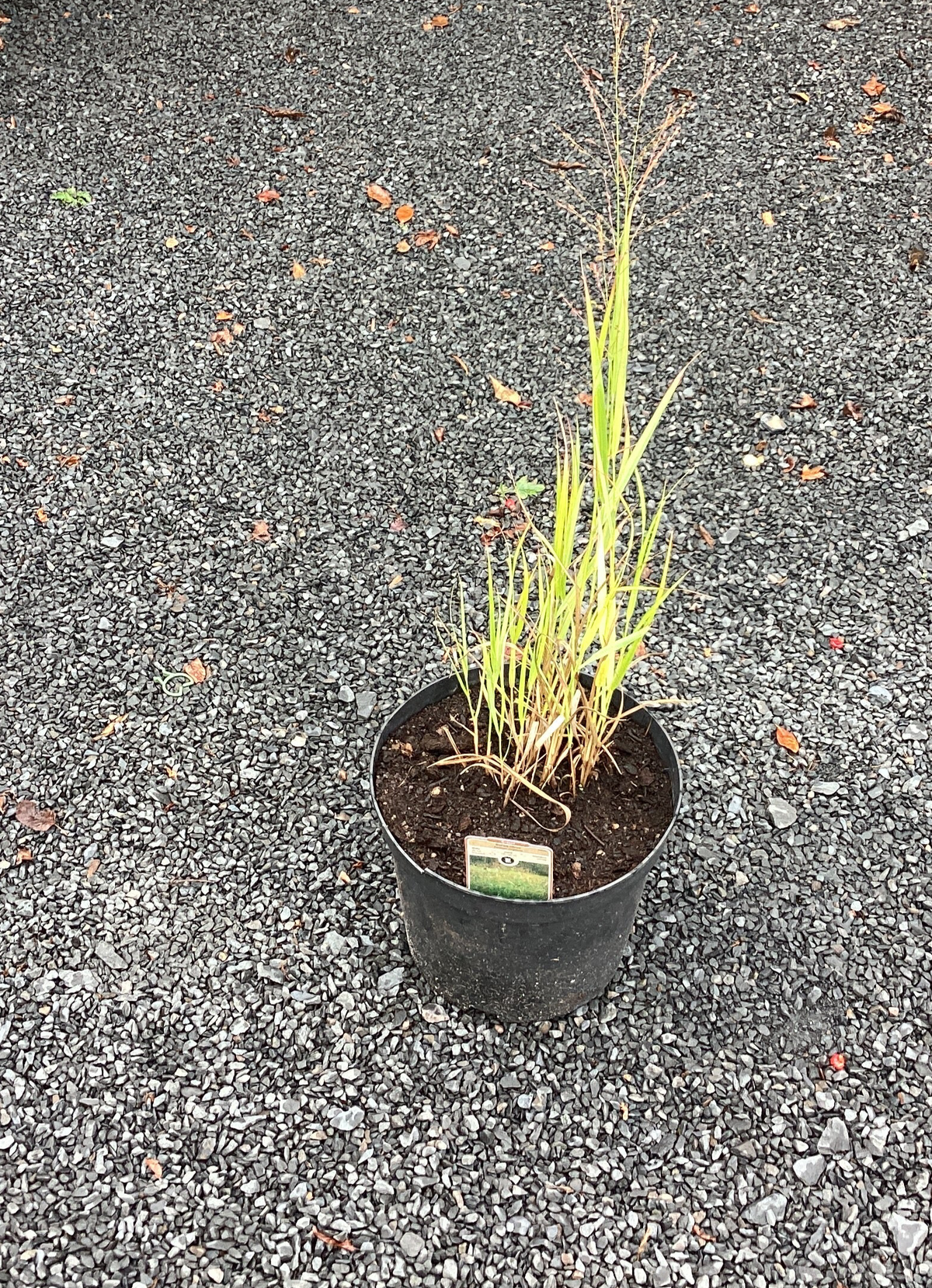 Rutenhirse straff `Strictum Gganteum`