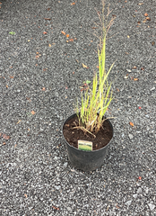 Rutenhirse straff `Strictum Gganteum`