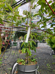 Japanischer Blumen-Hartriegel 'Milky Way'