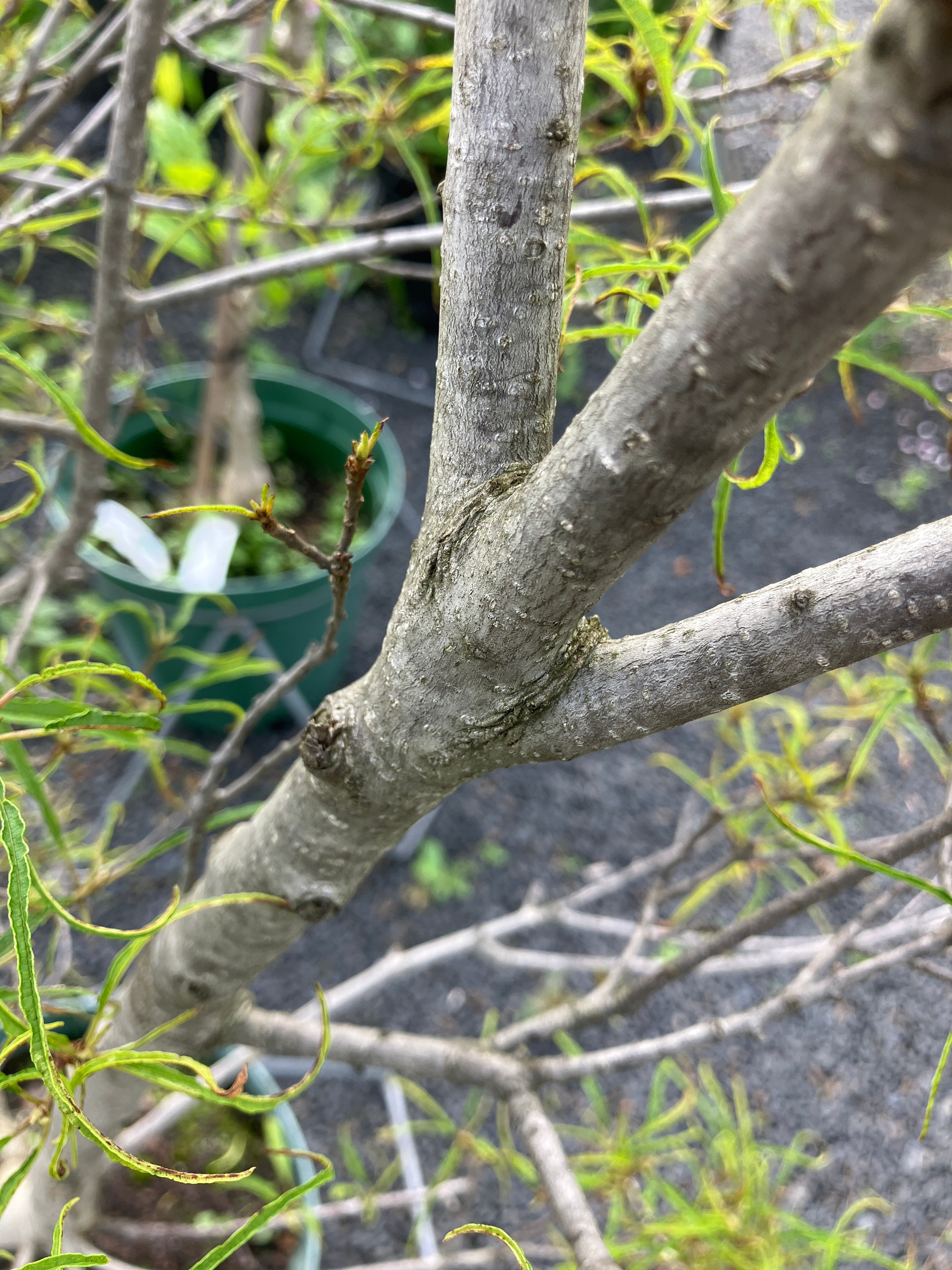 Farnblättriger Faulbaum 'Asplenifolia' groß