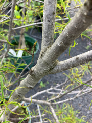 Farnblättriger Faulbaum 'Asplenifolia' groß