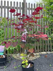 Judasbaum 'Forest Pansy'