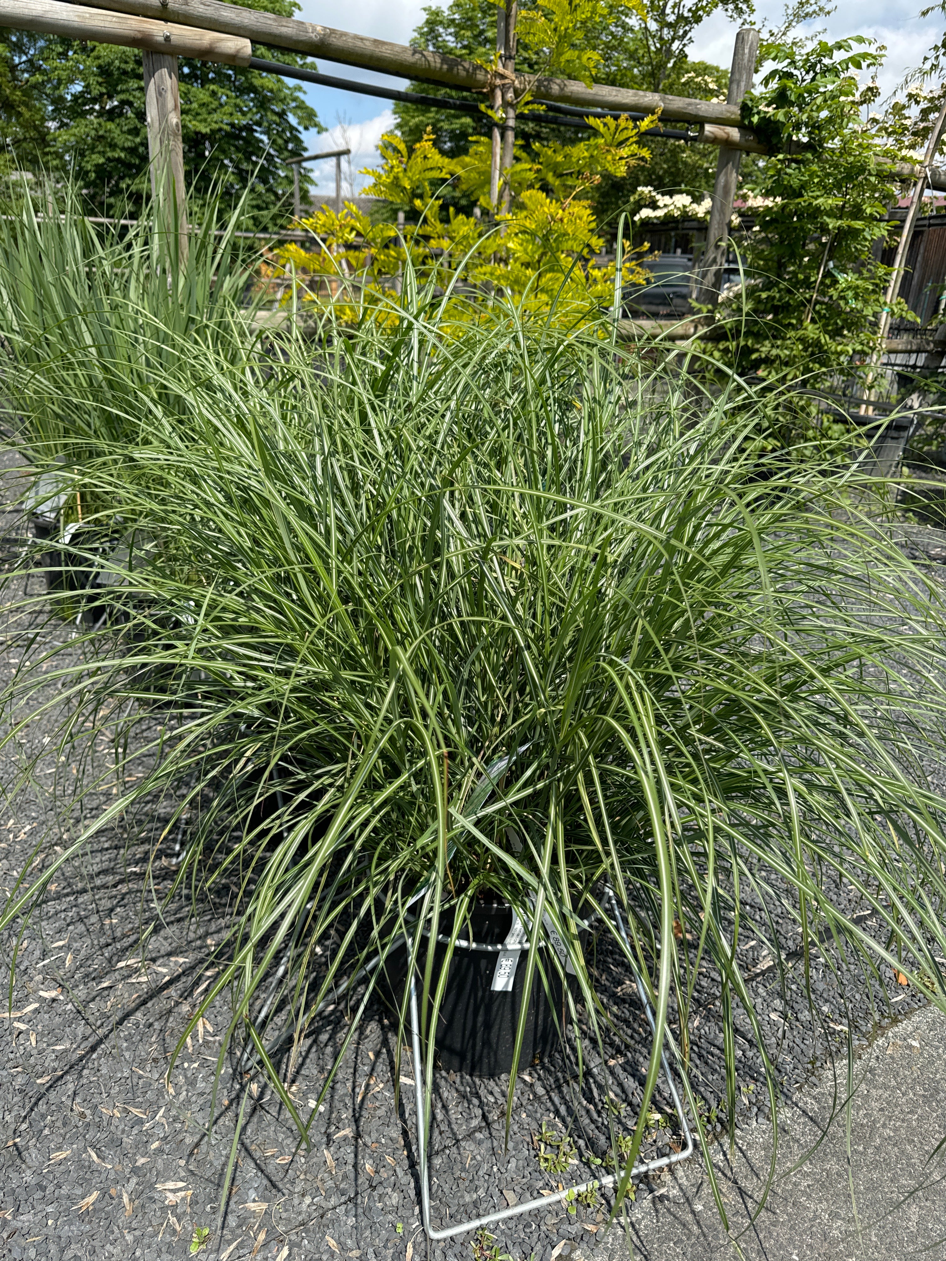 Chinaschilf 'Hermann Müssel'
