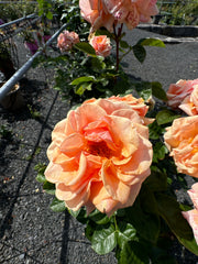 Strauchrose 'Circle of Life®'