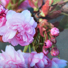Hängezierkirsche 'Kiku-shidare-zakura'