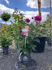 Edelrose 'Carmen Würth'