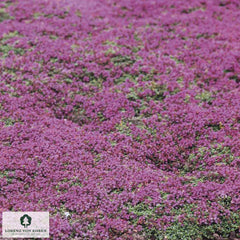 Thymian Thymus praecox 'Bressingham'