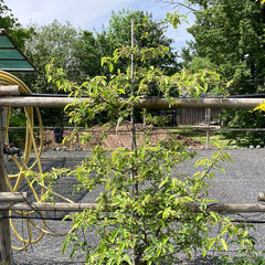 Zierapfel 'John Downie'