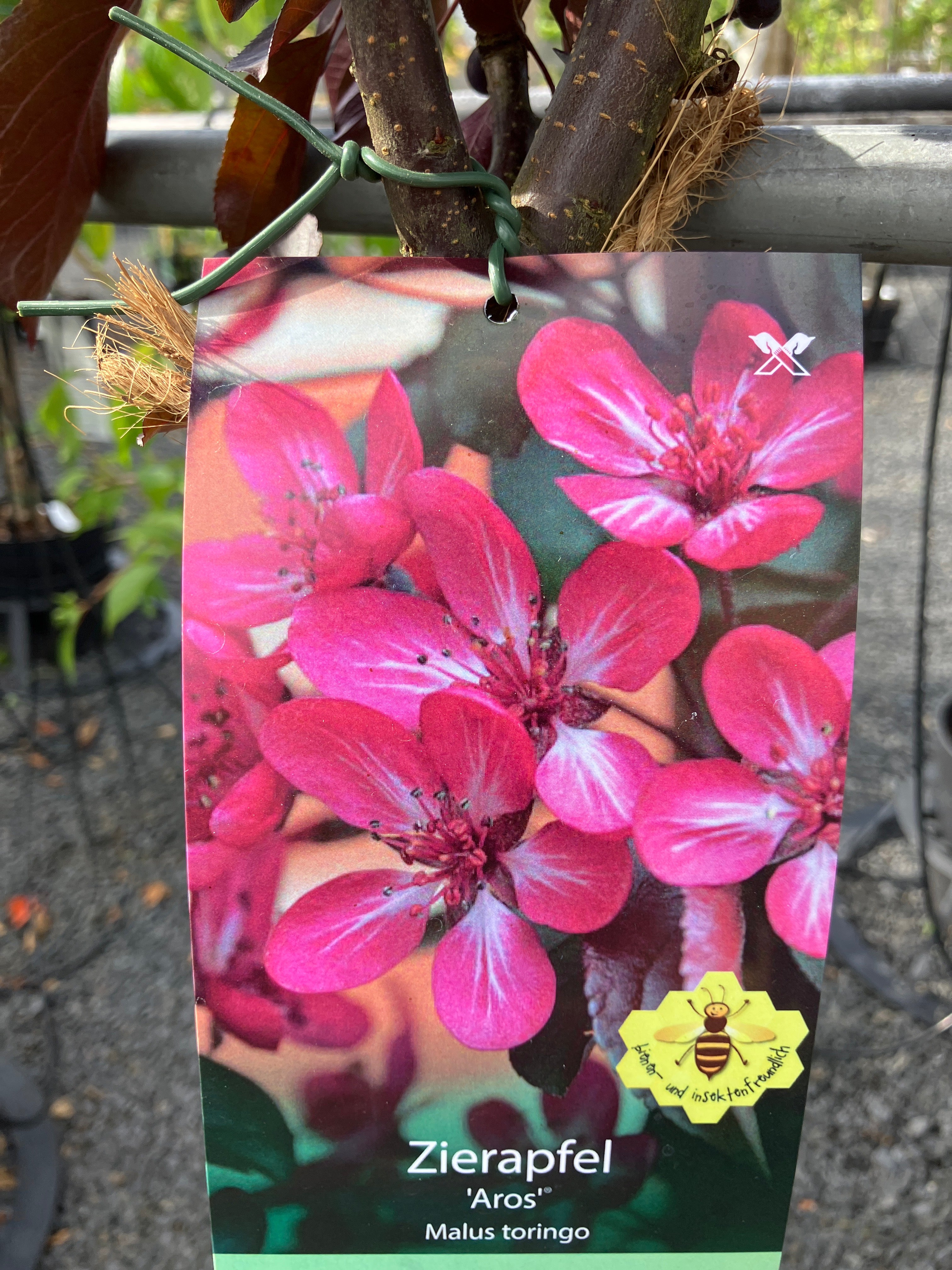 Zierapfel 'Aros'