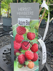 Herbst-Himbeere 'Autumn Bliss'