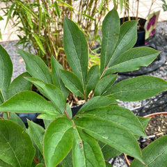 Edel-Pfingstrose 'White'