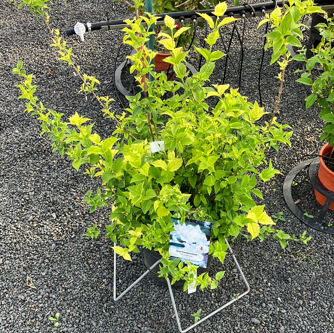 Gartenjasmin Philadelphus 'Snowgoose'