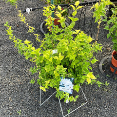 Gartenjasmin Philadelphus 'Snowgoose'