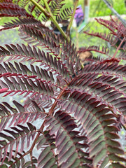 Seidenakazie 'Summer Chocolate'