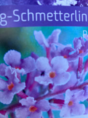 Zwerg-Schmetterlingsflieder 'Painted Lady'