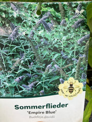Sommerflieder 'Empire Blue'