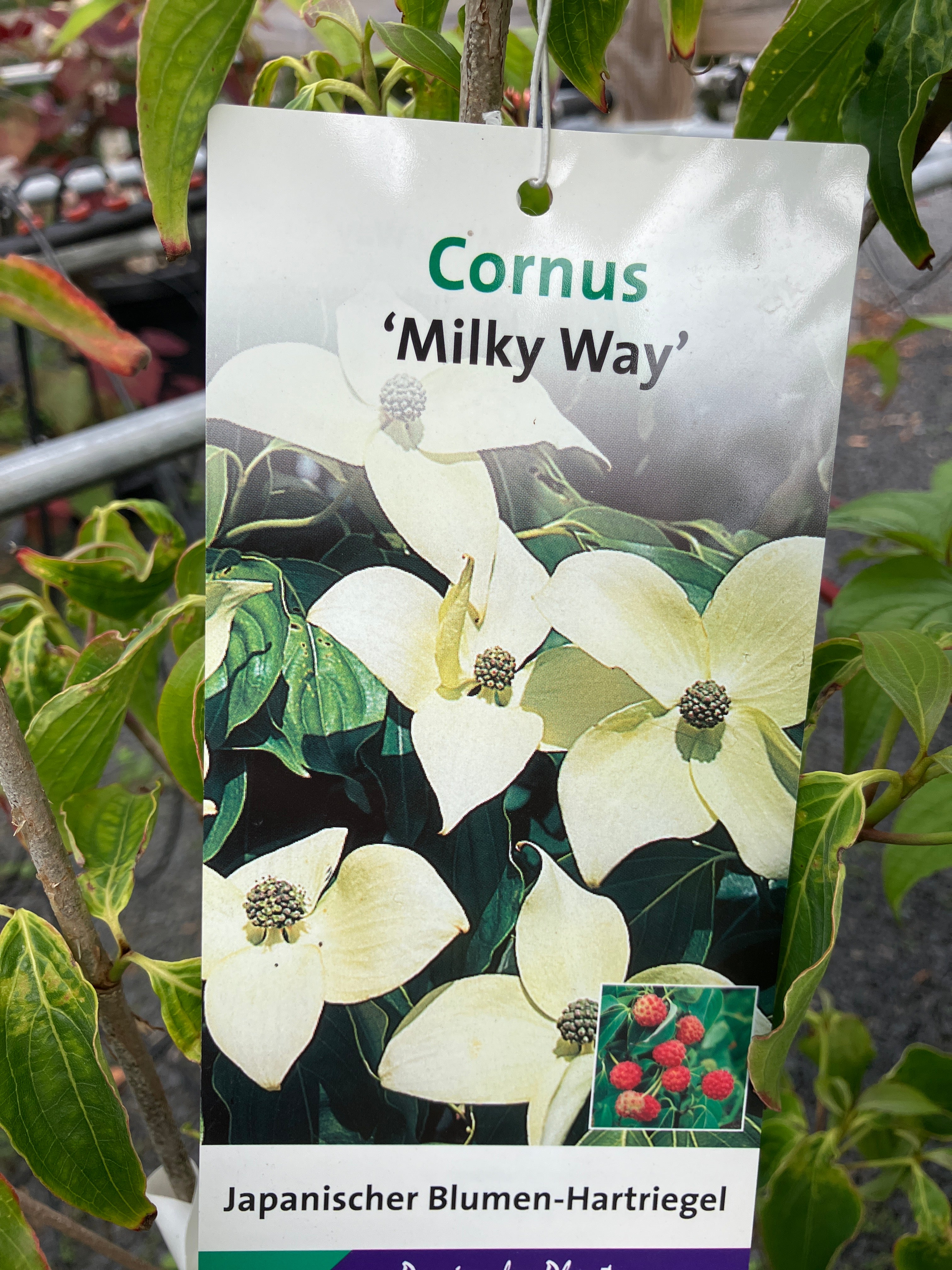 Japanischer Blumen-Hartriegel 'Milky Way'