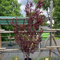 Blutpflaume 'Nigra'