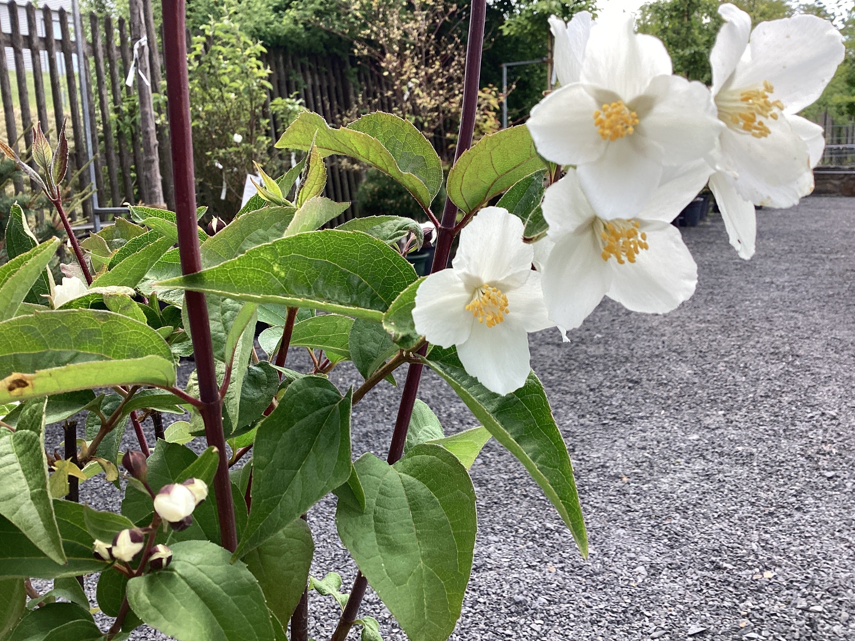 Gefüllter Gartenjasmin 'Starbright' ®