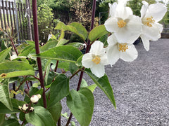Gefüllter Gartenjasmin 'Starbright' ®