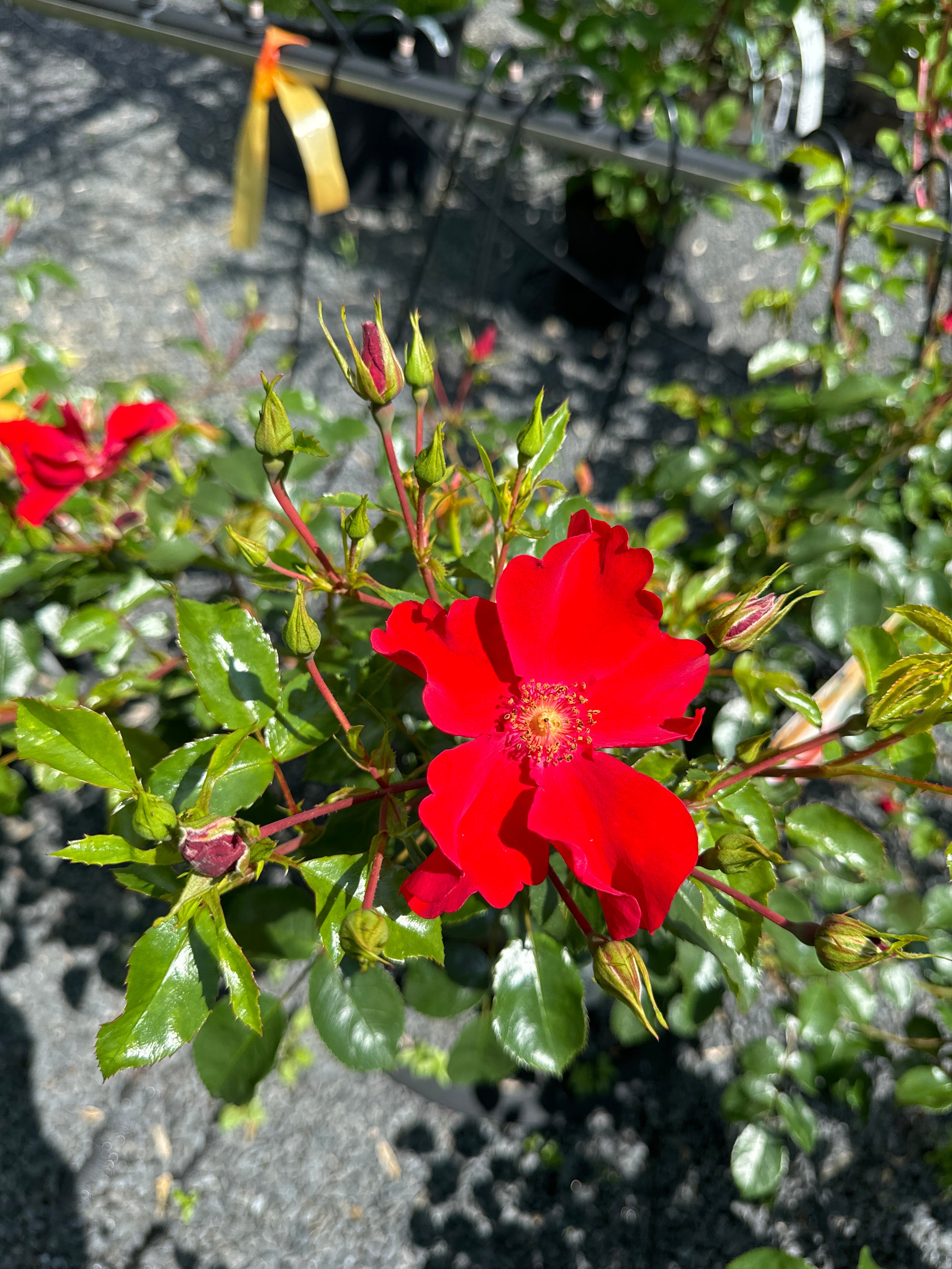 Kleinstrauchrose 'Alexander von Humboldt'