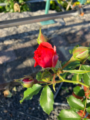 Kletterrose Rosa 'Rosarium Uetersen'