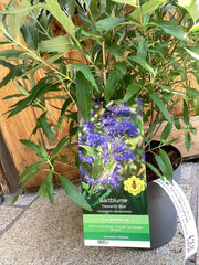Bartblume 'Heavenly Blue'