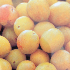 Goldfarbige Pflaume 'Nancymirabelle'