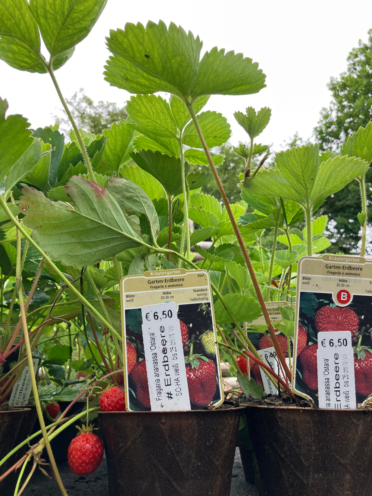 Garten-Erdbeere 'Ostara'