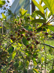 Schwarze Apfelbeere 'Autumn Magic'