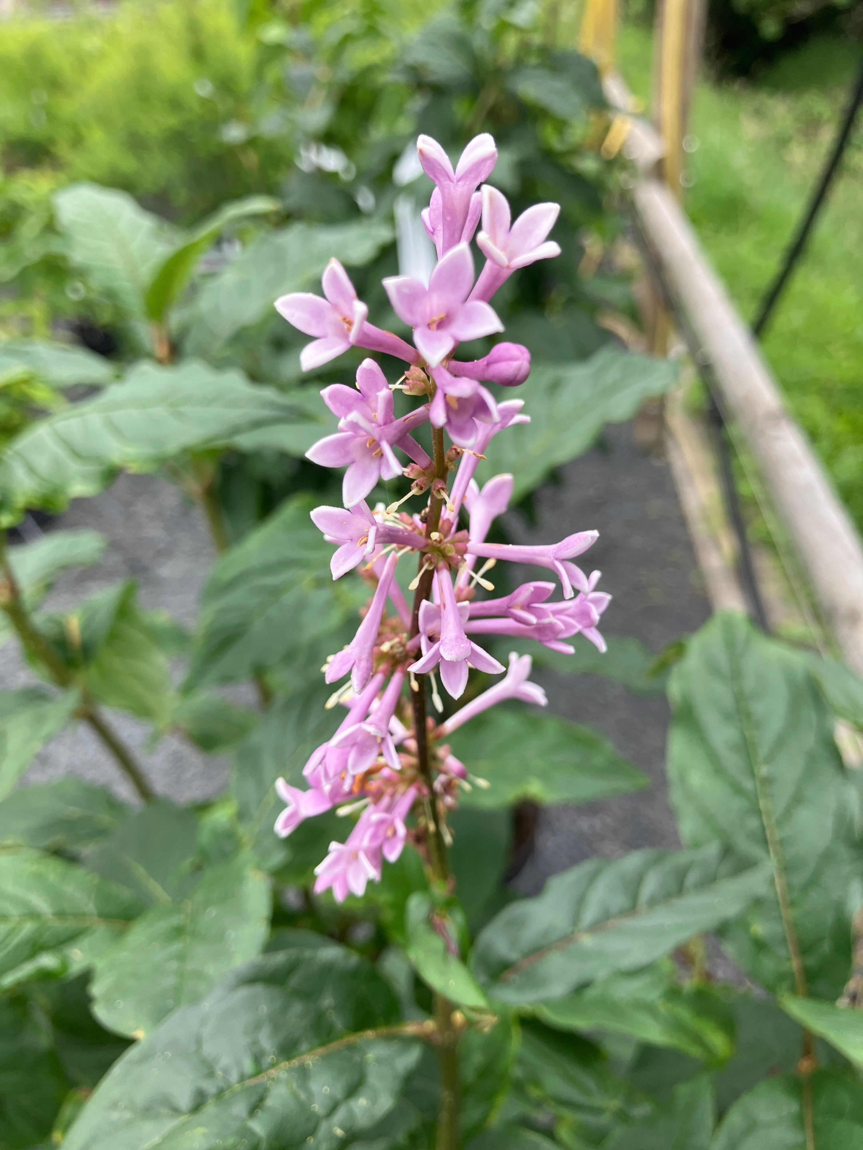 Kanada-Flieder 'Minuet'