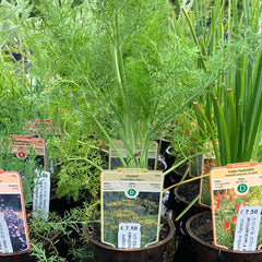 Fenchel