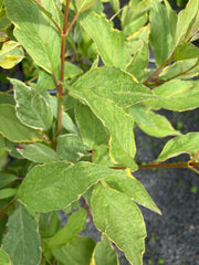 Gelbbunter Hartriegel 'Spaethii'