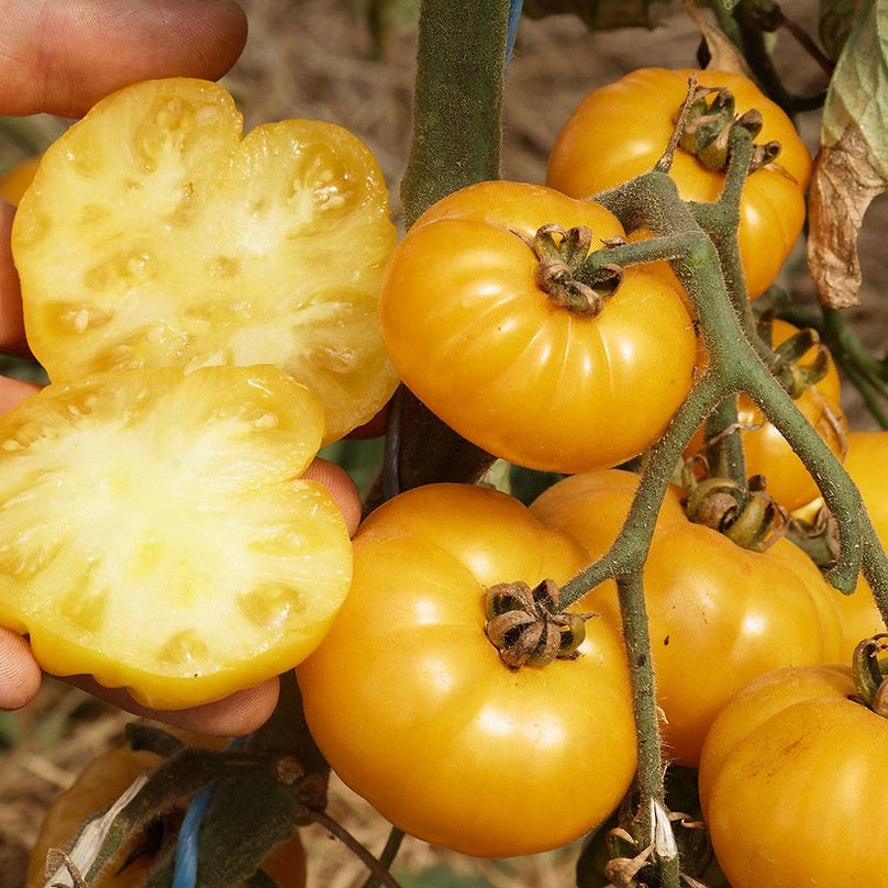 Fleischtomate 'Old Yellow Candystripe' Bio-Gemüse-Samen