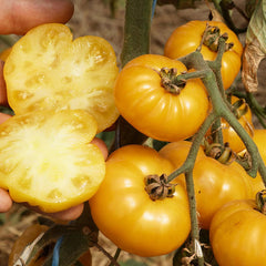 Fleischtomate 'Old Yellow Candystripe' Bio-Gemüse-Samen