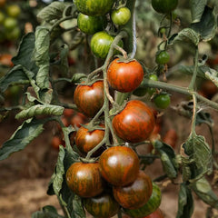 Cocktailtomate 'Zebranelle' Bio-Gemüse-Samen