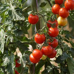 Cocktailtomate 'Primabella' Bio-Gemüse-Samen