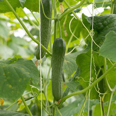 BIO-Saatgut: Gurke Marketmore