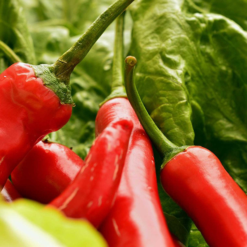 Gewachsene Chili 'de Cayenne' Bio-Gemüse-Samen