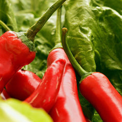 Gewachsene Chili 'de Cayenne' Bio-Gemüse-Samen