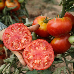 Fleischtomate 'Vivagrande' Bio-Gemüse-Samen