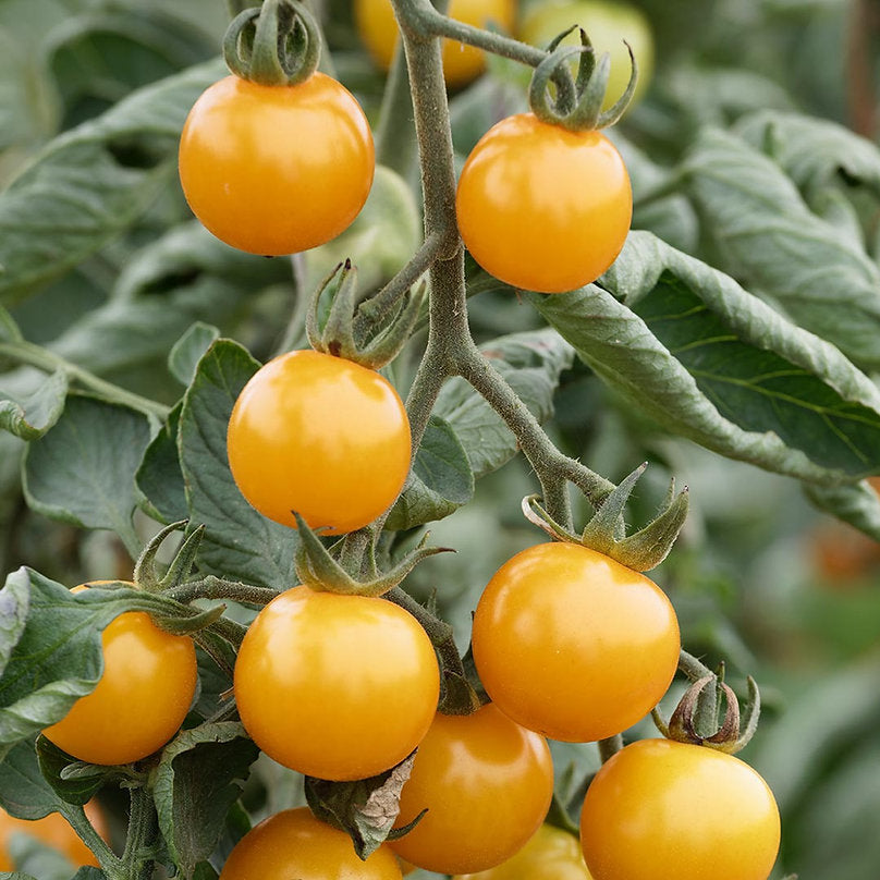 Cocktailtomate 'Sunviva' Bio-Gemüse-Samen
