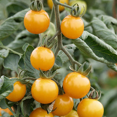 Cocktailtomate 'Sunviva' Bio-Gemüse-Samen