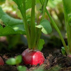 Gewachsene Radieschen 'Cherry Belle' Bio-Gemüse-Samen