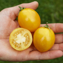 Buschtomate 'Tigerette Cherry' Bio-Gemüse-Samen