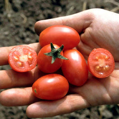Cocktailtomate 'Celsior' Bio-Gemüse-Samen